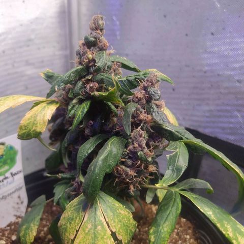Purple haze growlog timeline photo