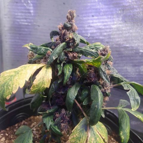 Purple haze growlog timeline photo