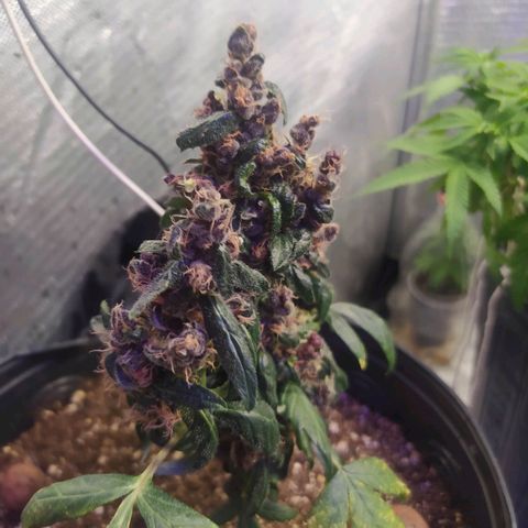 Purple haze growlog photo: Defolhacao nas folhas maiores que impediam a passagem de luz para os buds. 
A partir de agora regas somente com água e sem fertilizantes. 
