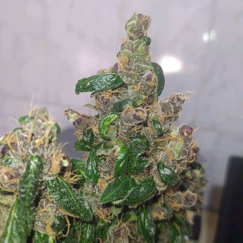 Purple haze growlog photo: Defolhacao nas folhas maiores que impediam a passagem de luz para os buds. 
A partir de agora regas somente com água e sem fertilizantes. 
