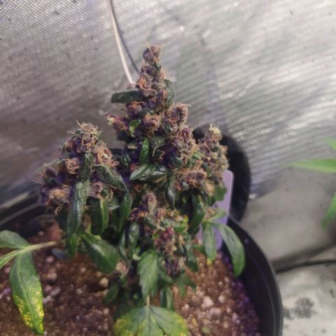 Purple haze growlog photo: Defolhacao nas folhas maiores que impediam a passagem de luz para os buds. 
A partir de agora regas somente com água e sem fertilizantes. 
