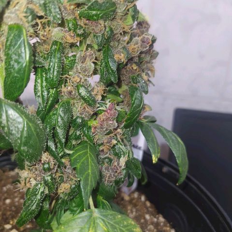 Purple haze growlog photo: Defolhacao nas folhas maiores que impediam a passagem de luz para os buds. 
A partir de agora regas somente com água e sem fertilizantes. 
