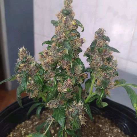 Purple haze growlog photo: Defolhacao nas folhas maiores que impediam a passagem de luz para os buds. 
A partir de agora regas somente com água e sem fertilizantes. 
