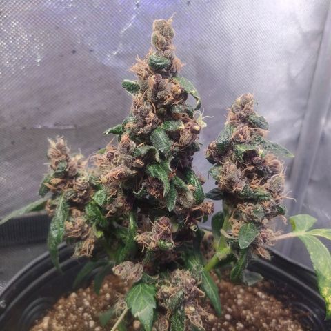 Purple haze growlog photo: Depois da defolhacao para melhorar o recebimento de luz, percebi que os tricomas ficaram mais expostos e estão ficando maiores.