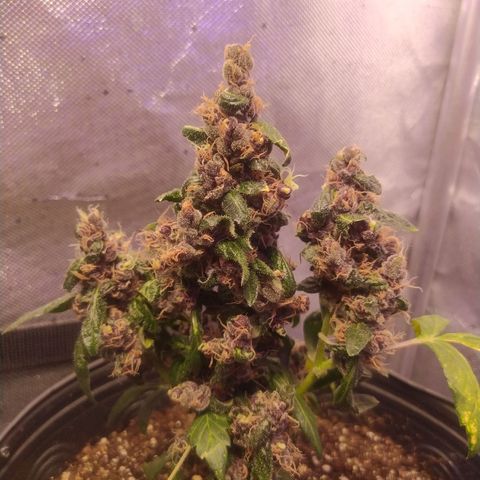 Purple haze growlog photo: Depois da defolhacao para melhorar o recebimento de luz, percebi que os tricomas ficaram mais expostos e estão ficando maiores.