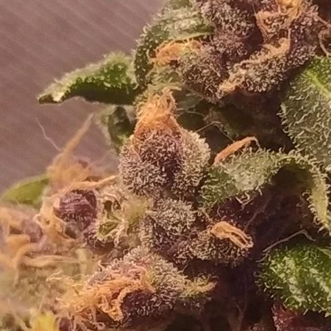 Purple haze growlog photo: Depois da defolhacao para melhorar o recebimento de luz, percebi que os tricomas ficaram mais expostos e estão ficando maiores.