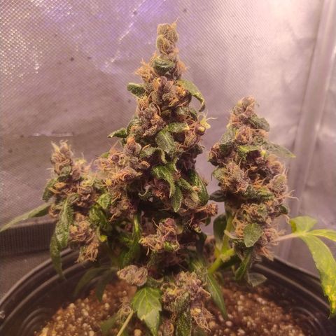 Purple haze growlog photo: Depois da defolhacao para melhorar o recebimento de luz, percebi que os tricomas ficaram mais expostos e estão ficando maiores.