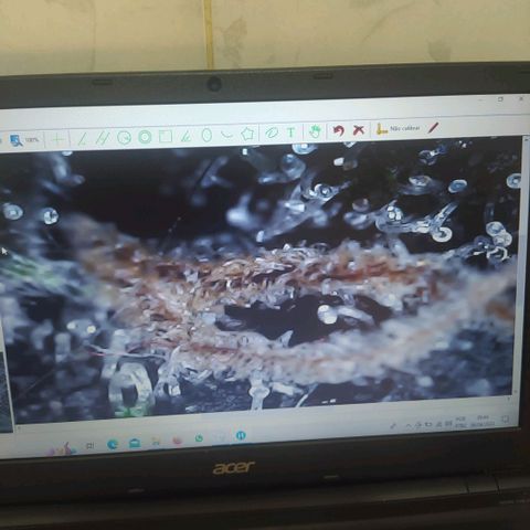 Purple haze growlog photo: Observando os tricomas ainda bem brancos, a olho nu e possível ver a planta tomando uma coloração alaranjada por conta dos pestilos que deixaram de ser brancos, porém os tricomas ainda estão brancos e amadurecendo. 
É como perceber que no macro e mais difícil de comparar o tempo e no micro a previsão e maior, é possível estipular datas mais corretas para a colheita.