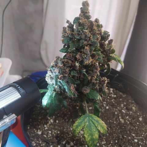 Purple haze growlog photo: Observando os tricomas ainda bem brancos, a olho nu e possível ver a planta tomando uma coloração alaranjada por conta dos pestilos que deixaram de ser brancos, porém os tricomas ainda estão brancos e amadurecendo. 
É como perceber que no macro e mais difícil de comparar o tempo e no micro a previsão e maior, é possível estipular datas mais corretas para a colheita.