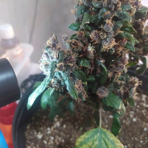 Purple haze growlog photo: Observando os tricomas ainda bem brancos, a olho nu e possível ver a planta tomando uma coloração alaranjada por conta dos pestilos que deixaram de ser brancos, porém os tricomas ainda estão brancos e amadurecendo. 
É como perceber que no macro e mais difícil de comparar o tempo e no micro a previsão e maior, é possível estipular datas mais corretas para a colheita.