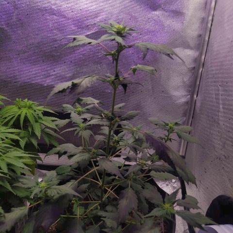 Footduck growlog photo: Flores começam a aparecer, já e possível ver áreas brancas maiores nos top buds. 
Todo desenvolvimento das ramificações estão bem equilibrados.