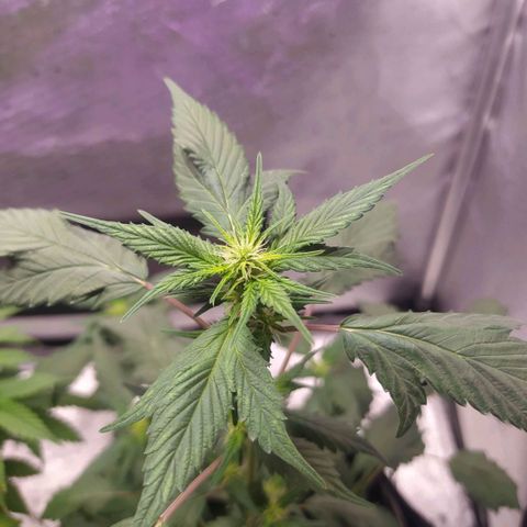 Footduck growlog photo: Flores começam a aparecer, já e possível ver áreas brancas maiores nos top buds. 
Todo desenvolvimento das ramificações estão bem equilibrados.
