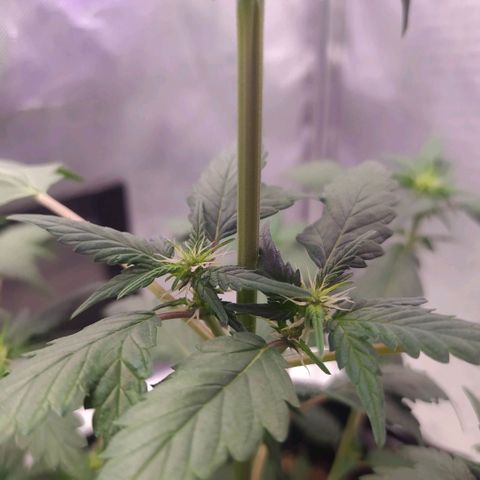 Footduck growlog photo: Flores começam a aparecer, já e possível ver áreas brancas maiores nos top buds. 
Todo desenvolvimento das ramificações estão bem equilibrados.