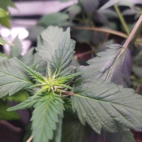Footduck growlog photo: Flores começam a aparecer, já e possível ver áreas brancas maiores nos top buds. 
Todo desenvolvimento das ramificações estão bem equilibrados.