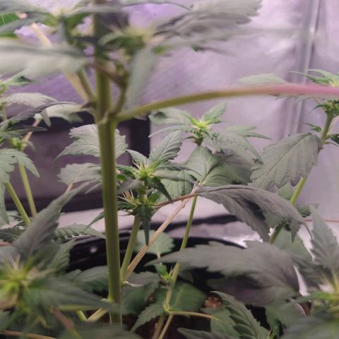 Footduck growlog photo: Flores começam a aparecer, já e possível ver áreas brancas maiores nos top buds. 
Todo desenvolvimento das ramificações estão bem equilibrados.