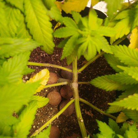 Tropicana Banana  growlog photo: Tropicana teve um excelente desenvolvimento das ramificações, porém sinto o crescimento bem lento.  **(Talvez seja minha ansiedade)**
Caule está engordando bastante, e apesar de os ramos não estarem crescendo verticalmente, todoabos top buds e estão em uma altura boa cresceram e se dividiram na horizontal. 
Da última vez a planta estava bem baixa e robusta, acredito que essa também não se desenvolva tão alta. 