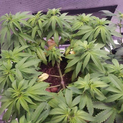 Tropicana Banana  growlog photo: Tropicana teve um excelente desenvolvimento das ramificações, porém sinto o crescimento bem lento.  **(Talvez seja minha ansiedade)**
Caule está engordando bastante, e apesar de os ramos não estarem crescendo verticalmente, todoabos top buds e estão em uma altura boa cresceram e se dividiram na horizontal. 
Da última vez a planta estava bem baixa e robusta, acredito que essa também não se desenvolva tão alta. 
