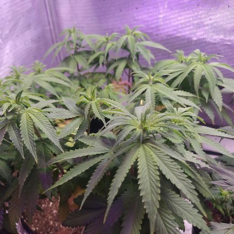 Tropicana Banana  growlog photo: Tropicana teve um excelente desenvolvimento das ramificações, porém sinto o crescimento bem lento.  **(Talvez seja minha ansiedade)**
Caule está engordando bastante, e apesar de os ramos não estarem crescendo verticalmente, todoabos top buds e estão em uma altura boa cresceram e se dividiram na horizontal. 
Da última vez a planta estava bem baixa e robusta, acredito que essa também não se desenvolva tão alta. 