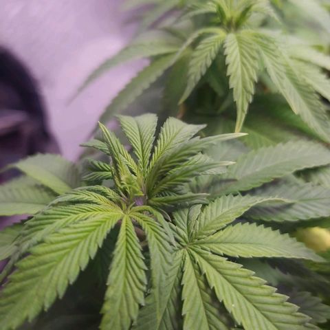 Tropicana Banana  growlog photo: Tropicana teve um excelente desenvolvimento das ramificações, porém sinto o crescimento bem lento.  **(Talvez seja minha ansiedade)**
Caule está engordando bastante, e apesar de os ramos não estarem crescendo verticalmente, todoabos top buds e estão em uma altura boa cresceram e se dividiram na horizontal. 
Da última vez a planta estava bem baixa e robusta, acredito que essa também não se desenvolva tão alta. 
