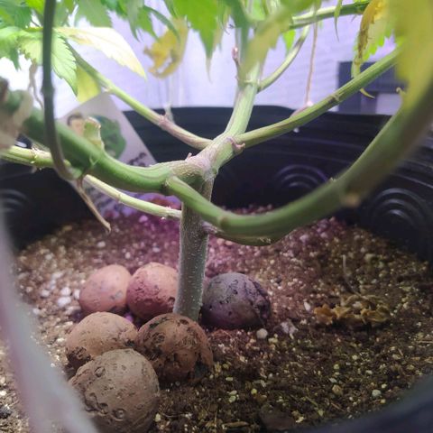 Tropicana Banana  growlog photo: Tropicana teve um excelente desenvolvimento das ramificações, porém sinto o crescimento bem lento.  **(Talvez seja minha ansiedade)**
Caule está engordando bastante, e apesar de os ramos não estarem crescendo verticalmente, todoabos top buds e estão em uma altura boa cresceram e se dividiram na horizontal. 
Da última vez a planta estava bem baixa e robusta, acredito que essa também não se desenvolva tão alta. 