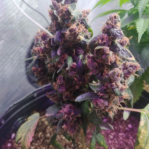 Purple haze growlog photo: Purple está cara dia mais linda, seus tricomas continuam brancos, mas agora aparentam uma estrutura em formatos de cogumelos. A coloração dela e bem escura, quase não tendo verdes mais claros, ten tons de violeta e verde musgo.