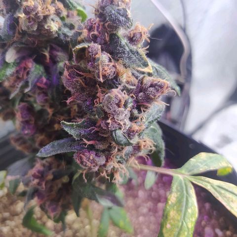 Purple haze growlog photo: Purple está cara dia mais linda, seus tricomas continuam brancos, mas agora aparentam uma estrutura em formatos de cogumelos. A coloração dela e bem escura, quase não tendo verdes mais claros, ten tons de violeta e verde musgo.