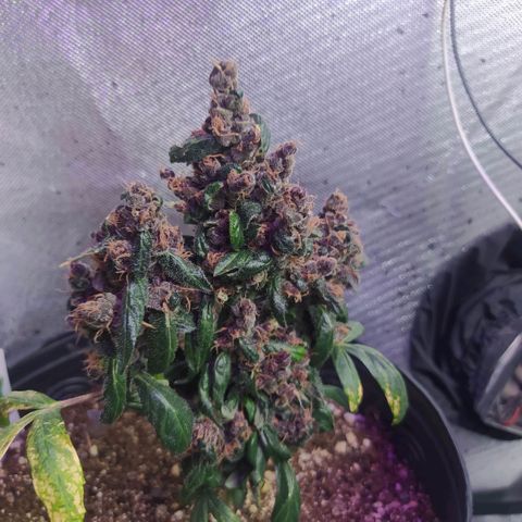 Purple haze growlog photo: Purple está cara dia mais linda, seus tricomas continuam brancos, mas agora aparentam uma estrutura em formatos de cogumelos. A coloração dela e bem escura, quase não tendo verdes mais claros, ten tons de violeta e verde musgo.