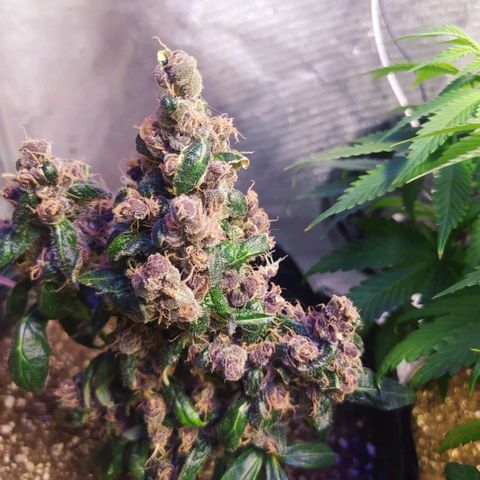 Purple haze growlog photo: Purple está cara dia mais linda, seus tricomas continuam brancos, mas agora aparentam uma estrutura em formatos de cogumelos. A coloração dela e bem escura, quase não tendo verdes mais claros, ten tons de violeta e verde musgo.