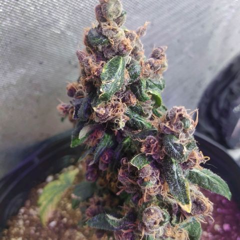 Purple haze growlog photo: Purple está cara dia mais linda, seus tricomas continuam brancos, mas agora aparentam uma estrutura em formatos de cogumelos. A coloração dela e bem escura, quase não tendo verdes mais claros, ten tons de violeta e verde musgo.