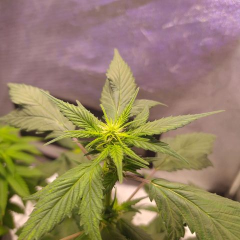 Footduck growlog timeline photo