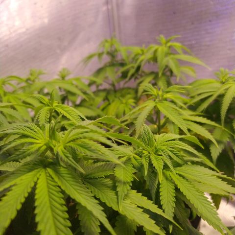 Tropicana Banana (Clone¹) growlog timeline photo