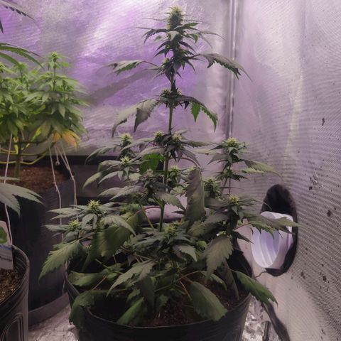 Footduck growlog photo: Apesar do desenvolvimento rápido agora na flora já e possível ver a formação dos caules das flores. Muitos pestilos,e ainda não temos visão de tricomas. 
A planta aparenta excelente desenvolvimento sem overdose de fert, nem queimaduras nas folhas.
