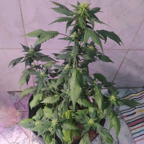 Footduck growlog photo: Apesar do desenvolvimento rápido agora na flora já e possível ver a formação dos caules das flores. Muitos pestilos,e ainda não temos visão de tricomas. 
A planta aparenta excelente desenvolvimento sem overdose de fert, nem queimaduras nas folhas.