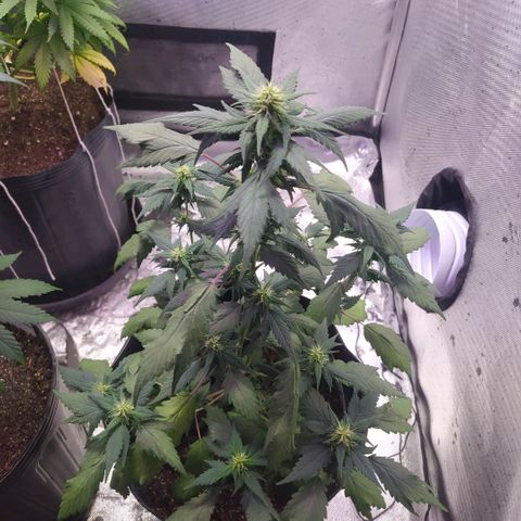Footduck growlog photo: Apesar do desenvolvimento rápido agora na flora já e possível ver a formação dos caules das flores. Muitos pestilos,e ainda não temos visão de tricomas. 
A planta aparenta excelente desenvolvimento sem overdose de fert, nem queimaduras nas folhas.