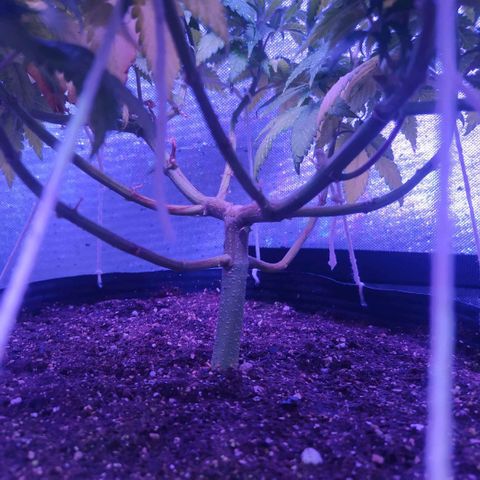 Tropicana Banana  growlog photo: Planta já começa a mostrar os pestilos e iniciar a formação das estruturas das flores. 
Temos 15 ramificações que geraram 15 top buds, é muito mais tranquilo executar lst e podas em fotoperíodos vendo agora sua recuperação e desenvolvimento no decorrer dos dias. 
A troca de vaso na primeira semana de flora permitiu que as raízes continuem crescendo e a planta aparenta um aumento de tamanho, ainda pequeno, porém significativo. 