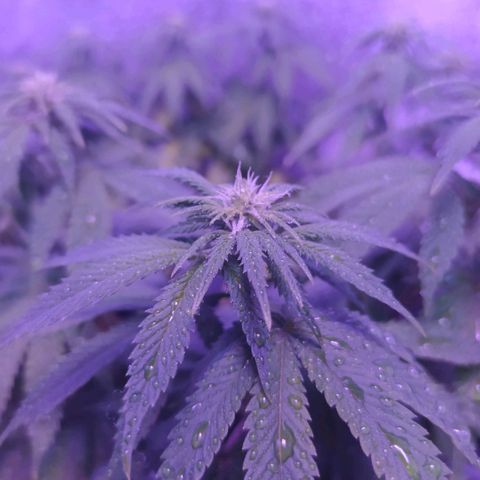 Tropicana Banana  growlog photo: Planta já começa a mostrar os pestilos e iniciar a formação das estruturas das flores. 
Temos 15 ramificações que geraram 15 top buds, é muito mais tranquilo executar lst e podas em fotoperíodos vendo agora sua recuperação e desenvolvimento no decorrer dos dias. 
A troca de vaso na primeira semana de flora permitiu que as raízes continuem crescendo e a planta aparenta um aumento de tamanho, ainda pequeno, porém significativo. 