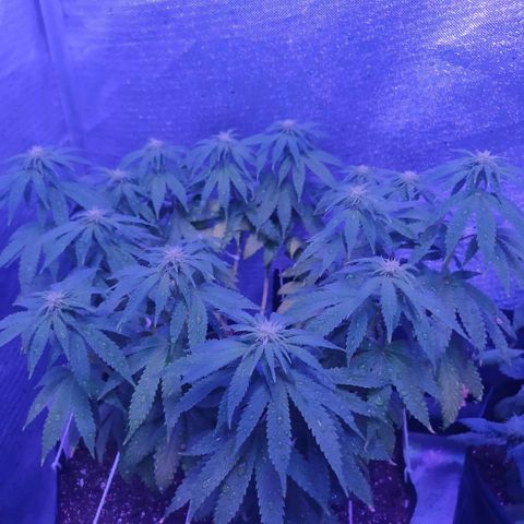Tropicana Banana  growlog photo: Planta já começa a mostrar os pestilos e iniciar a formação das estruturas das flores. 
Temos 15 ramificações que geraram 15 top buds, é muito mais tranquilo executar lst e podas em fotoperíodos vendo agora sua recuperação e desenvolvimento no decorrer dos dias. 
A troca de vaso na primeira semana de flora permitiu que as raízes continuem crescendo e a planta aparenta um aumento de tamanho, ainda pequeno, porém significativo. 