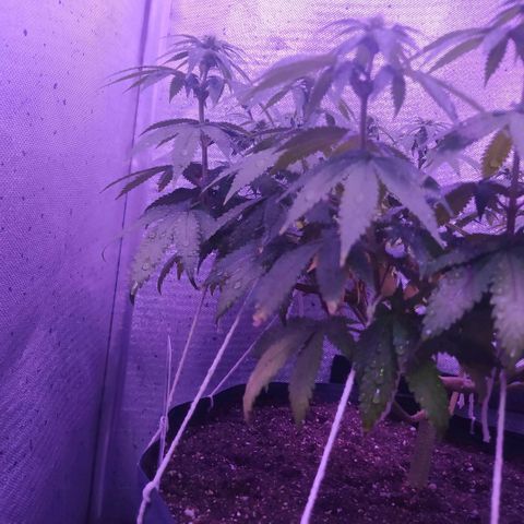 Tropicana Banana  growlog photo: Planta já começa a mostrar os pestilos e iniciar a formação das estruturas das flores. 
Temos 15 ramificações que geraram 15 top buds, é muito mais tranquilo executar lst e podas em fotoperíodos vendo agora sua recuperação e desenvolvimento no decorrer dos dias. 
A troca de vaso na primeira semana de flora permitiu que as raízes continuem crescendo e a planta aparenta um aumento de tamanho, ainda pequeno, porém significativo. 