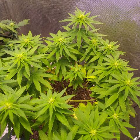Tropicana Banana  growlog photo: Desenvolvimento lindo, nunca antes havia conseguido produzir tantas ramificações, 