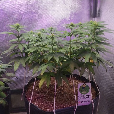 Tropicana Banana  growlog timeline photo