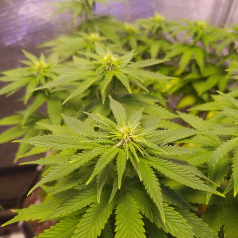 Tropicana Banana  growlog photo: Desenvolvimento lindo, nunca antes havia conseguido produzir tantas ramificações, 