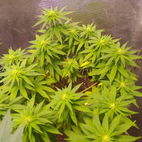 Tropicana Banana  growlog photo: Desenvolvimento lindo, nunca antes havia conseguido produzir tantas ramificações, 