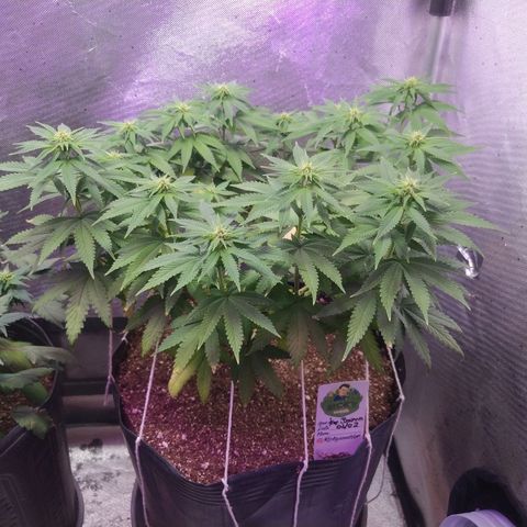Tropicana Banana  growlog photo: Desenvolvimento lindo, nunca antes havia conseguido produzir tantas ramificações, 