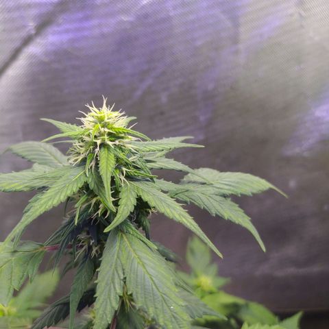 Footduck growlog photo: Automáticas surpreendem, além de muito rápidas ramificam perfeitamente e uniformemente, existe um padrão de crescimento das ramificações. 
Seus buds estão se formando e os pestilos estão saudáveis e em crescimento.