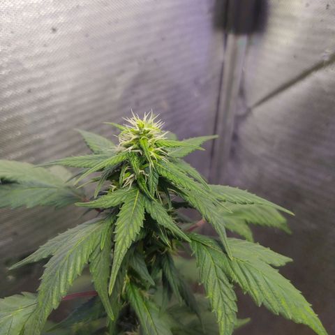 Footduck growlog photo: Automáticas surpreendem, além de muito rápidas ramificam perfeitamente e uniformemente, existe um padrão de crescimento das ramificações. 
Seus buds estão se formando e os pestilos estão saudáveis e em crescimento.