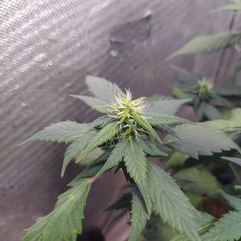 Footduck growlog photo: Automáticas surpreendem, além de muito rápidas ramificam perfeitamente e uniformemente, existe um padrão de crescimento das ramificações. 
Seus buds estão se formando e os pestilos estão saudáveis e em crescimento.