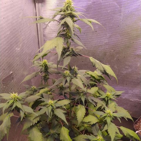 Footduck growlog photo: Automáticas surpreendem, além de muito rápidas ramificam perfeitamente e uniformemente, existe um padrão de crescimento das ramificações. 
Seus buds estão se formando e os pestilos estão saudáveis e em crescimento.