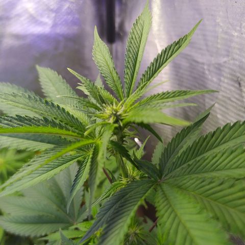 Tropicana Banana (Clone¹) growlog photo: Teve um crescimento rápido e exponencial boas folhagens e um sistema respiratório incrível. Durante a mudança de tempo a exposição e perceptível quando ela deixa de fazer fotosintese com a luz e baixa as folhas para se concentrar no seu metabolismo.