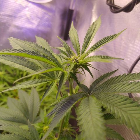 Tropicana Banana (Clone¹) growlog photo: Teve um crescimento rápido e exponencial boas folhagens e um sistema respiratório incrível. Durante a mudança de tempo a exposição e perceptível quando ela deixa de fazer fotosintese com a luz e baixa as folhas para se concentrar no seu metabolismo.