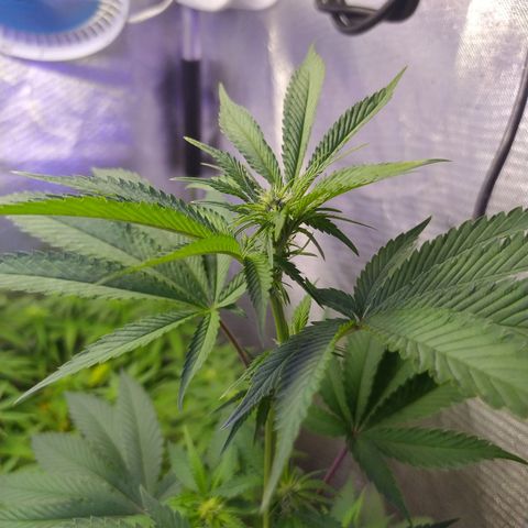 Tropicana Banana (Clone¹) growlog photo: Teve um crescimento rápido e exponencial boas folhagens e um sistema respiratório incrível. Durante a mudança de tempo a exposição e perceptível quando ela deixa de fazer fotosintese com a luz e baixa as folhas para se concentrar no seu metabolismo.